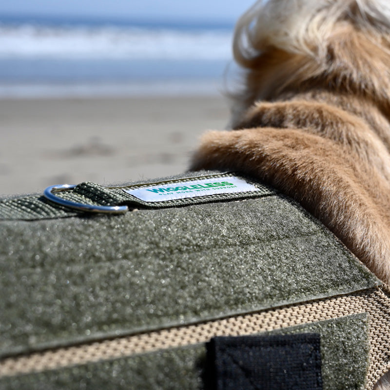 A close-up of a dog wearing an olive green tactical-style back brace with a visible 'WIGGLELESS' brand label, set against a blurred beach background.