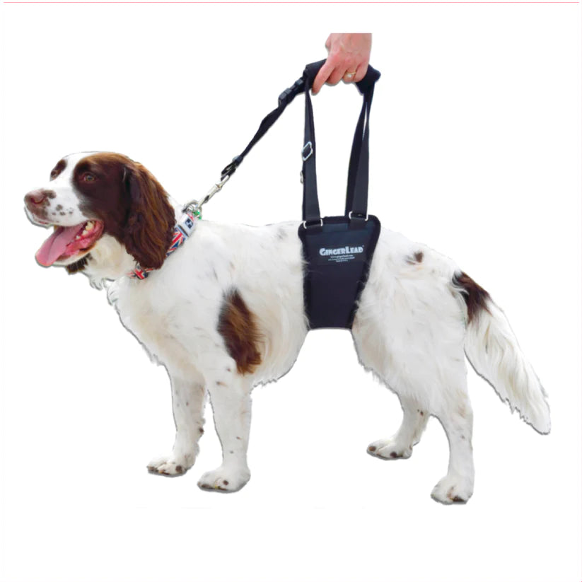 GingerLead Support Harness WiggleLess