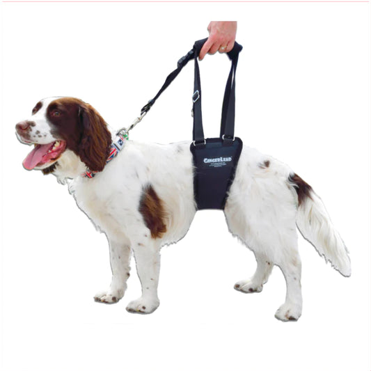 English Spaniel wearing a GingerLead Support Harness