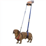 Dachshund wearing a Gingerlead Harness