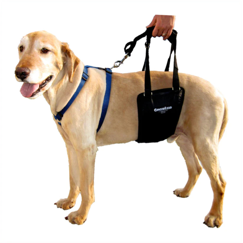 Labrador Retriever wearing a GingerLead Support Harness