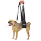 Small dog being supported with GingerLead Support Harness