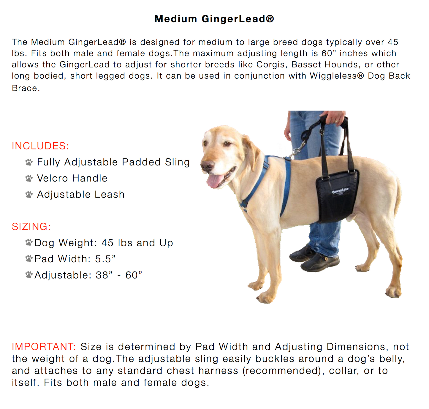 Description for a Medium Gingerlead dog support