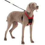 A dog wearing a red Sporn Non-Pull Harness with a black leash.