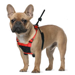 dog wearing a sporn no-pull harness product image