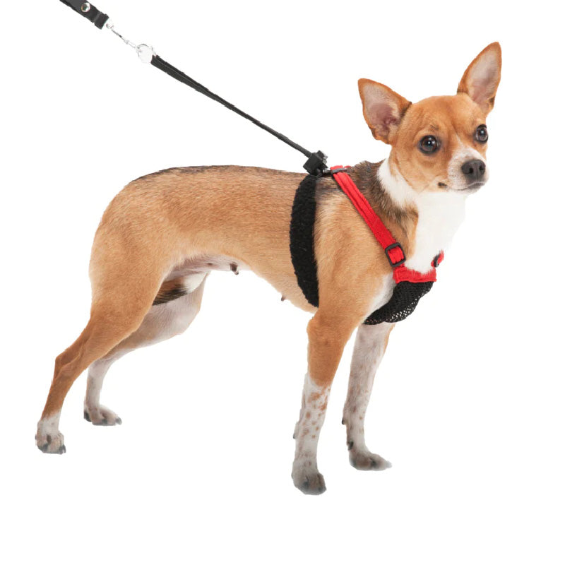 chihuahua wearing a sporn non-pull harness
