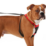 pit bull wearing a sporn non-pull harness