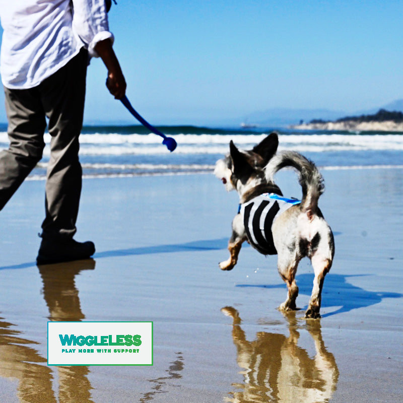 schnauzer dog wearing wiggleless back brace running on the beach