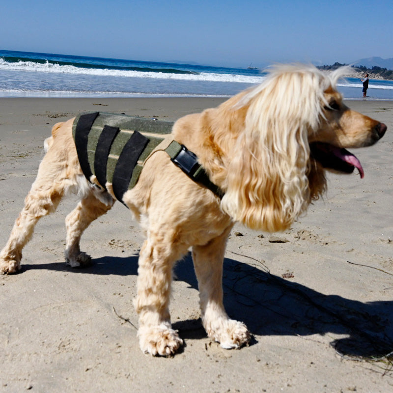 cocker spaniel posing on beach in dog back brace
