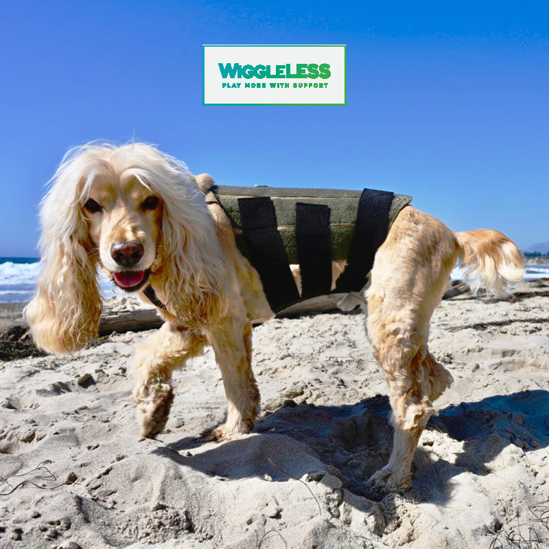 Cocker Spaniel looking at camera wearing olive dog back brace