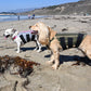 two dogs standing on beach wearing wiggleless dog back braces