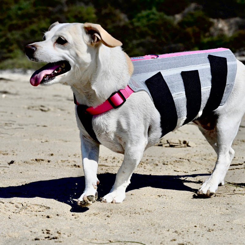 Jack Russell terrier wearing pink WiggleLess back brace