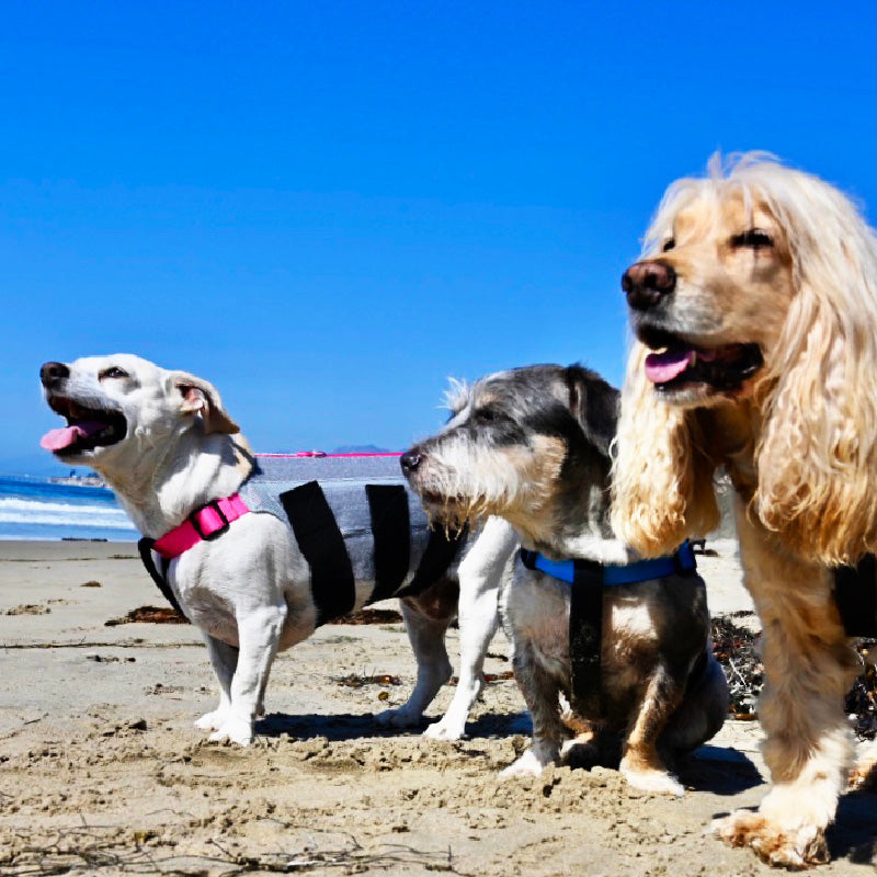 three dogs standing and sitting on beach wearing wiggleless back braces
