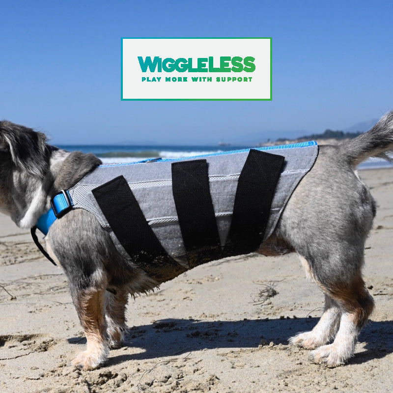 schnauzer wearing blue wiggleless back brace