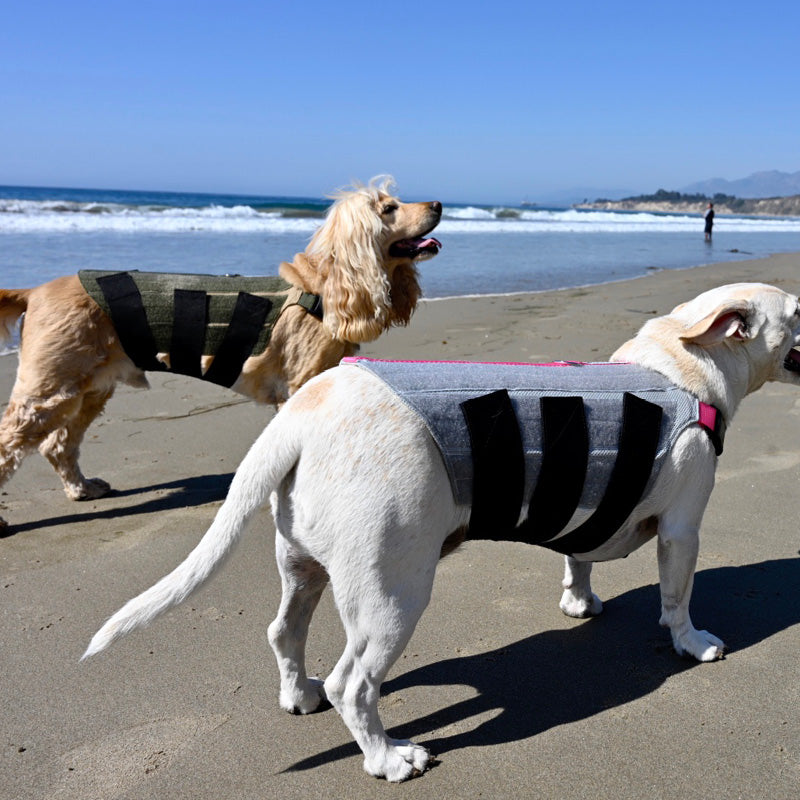 cocker spaniel and jack russell wearing dog back braces on the beach