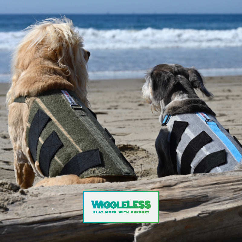 Schnauzer and Cocker Spaniel sitting on beach wearing WiggleLess dog back braces