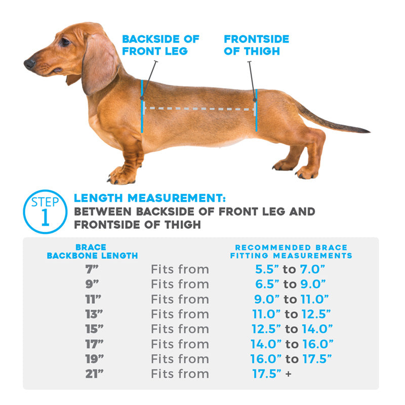 length measurement and how to measure chart for dog back brace