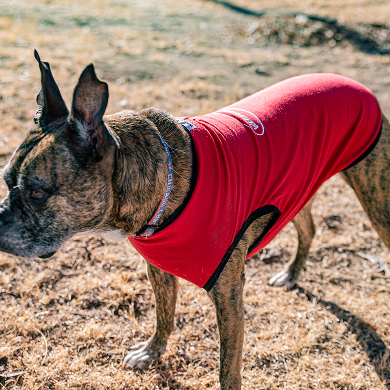 boxer dog wearing wondershirt compression shirt