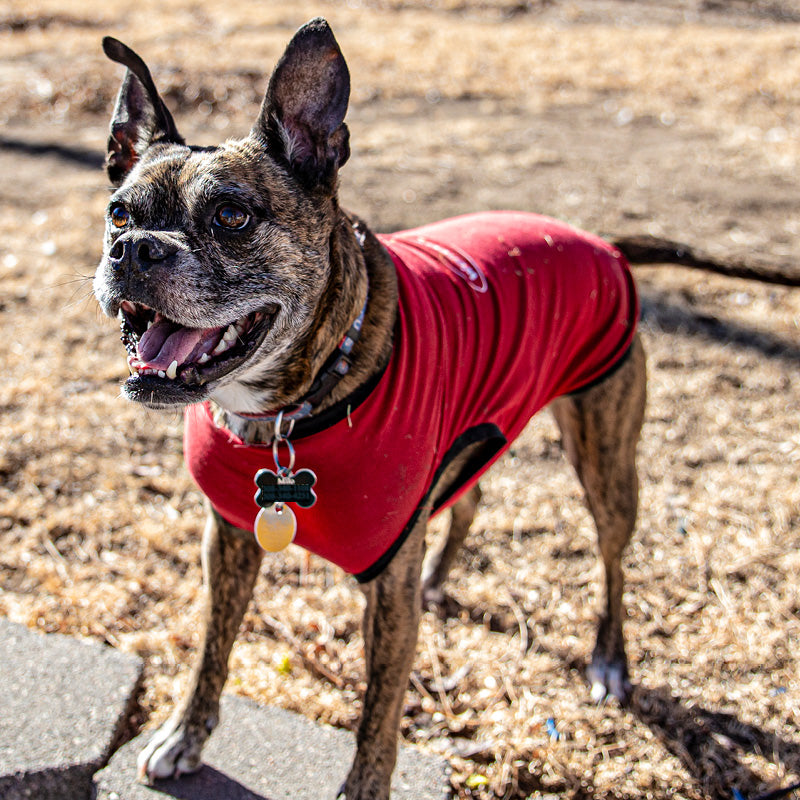 Collared shirt for clearance dog