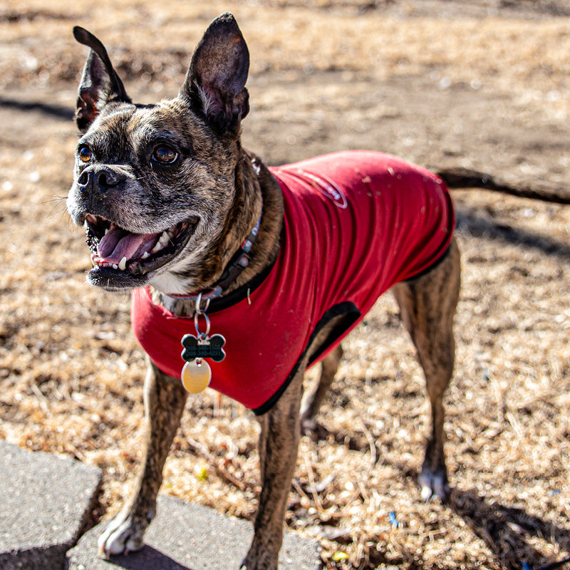 dog standing in yard wearing wondershirt