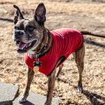 dog standing in yard wearing wondershirt