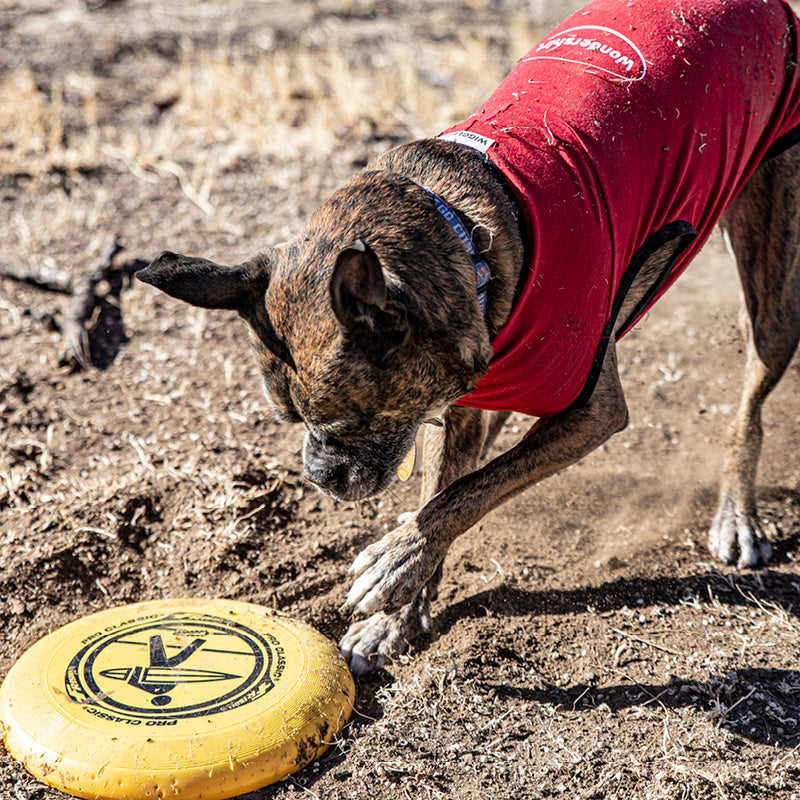brindle dog wearing dirty wondershirt while playing with a frisbee