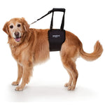 Golden Dog wearing a GingerLead Harness