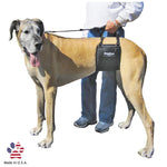 Great Dane being held up with GingerLead Harness