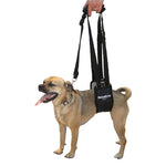 small dog being lifted with a GingerLead Harness