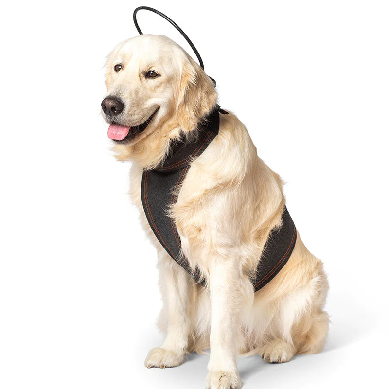 Assisi Calmer Canine tPEMF on English Cream Golden Retriever