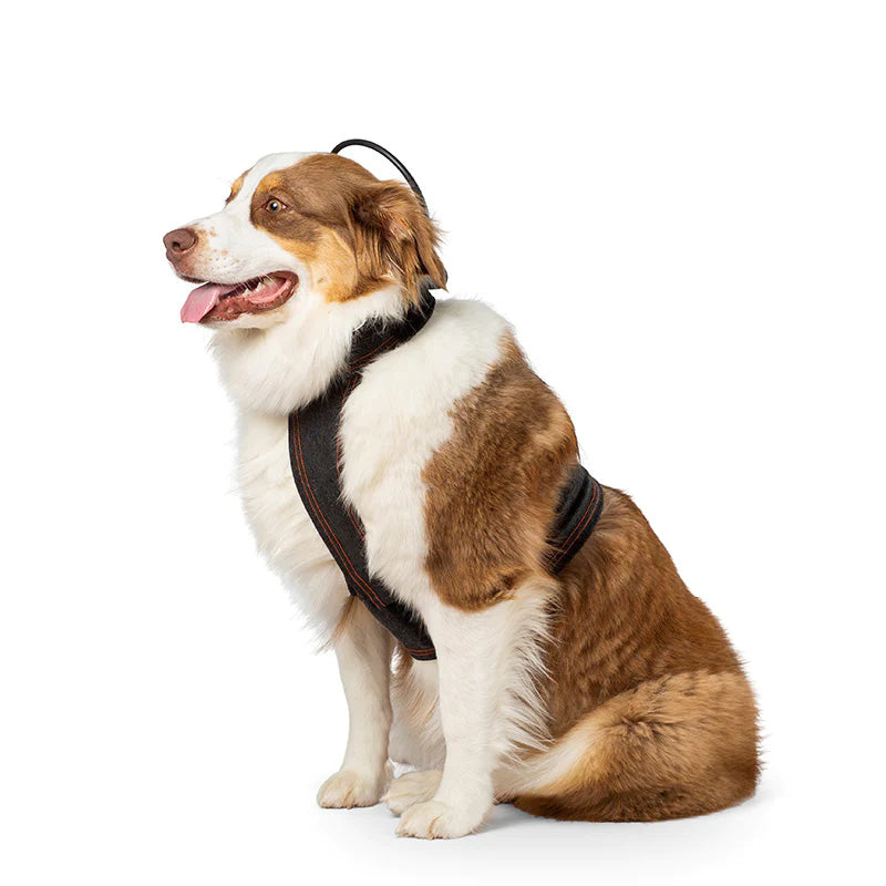 Boarder Collie wearing a Assisi Calmer Canine