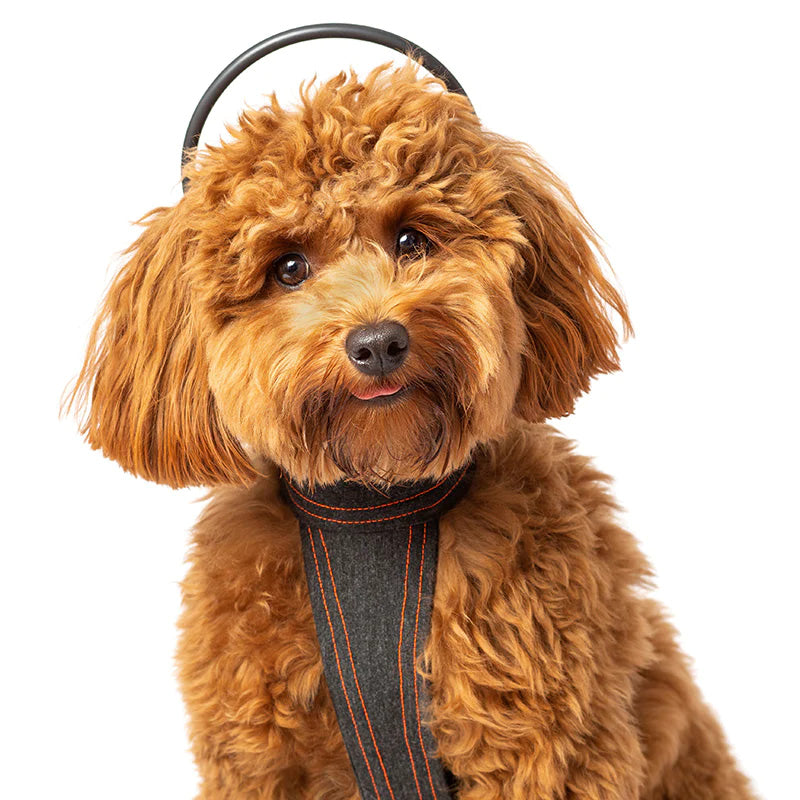 Golden Doodle smiling wearing a Assisi Calmer Canine