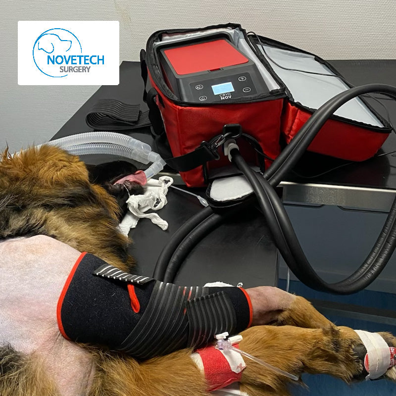 dog receiving cold compression therapy post-op surgery